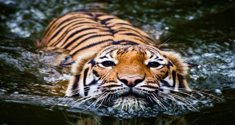 7 Days Golden Triangle India Tour from New Delhi Airport - Coxan Tours 3