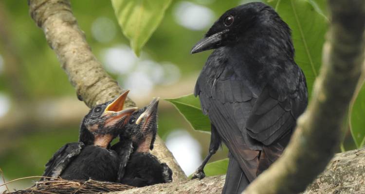Zwarte vogel zorgt voor twee kuikens in nest tussen groen gebladerte