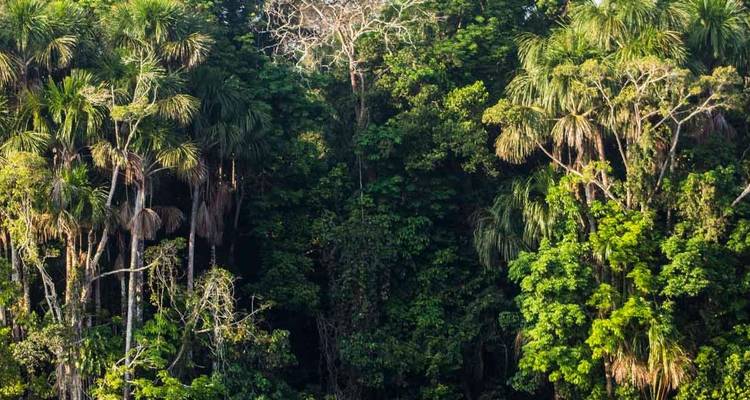 Densa selva tropical con verdor variado.