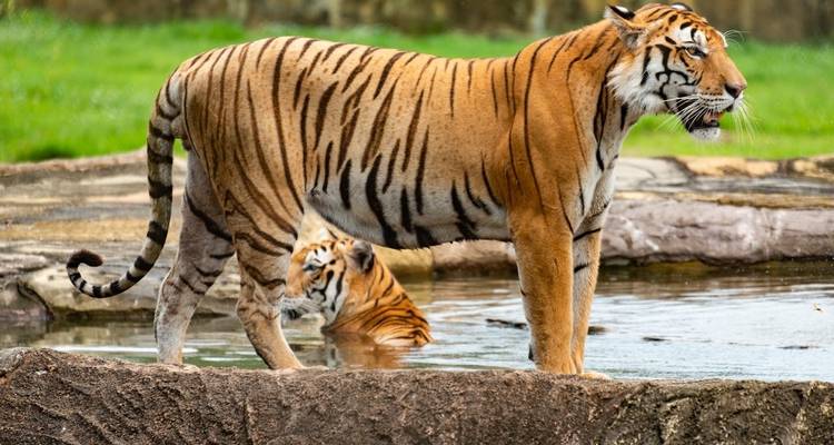 Au départ de Delhi : 7 jours de safari à la rencontre des tigres et du Triangle d'Or - Golden Triangle Tours Of India 2