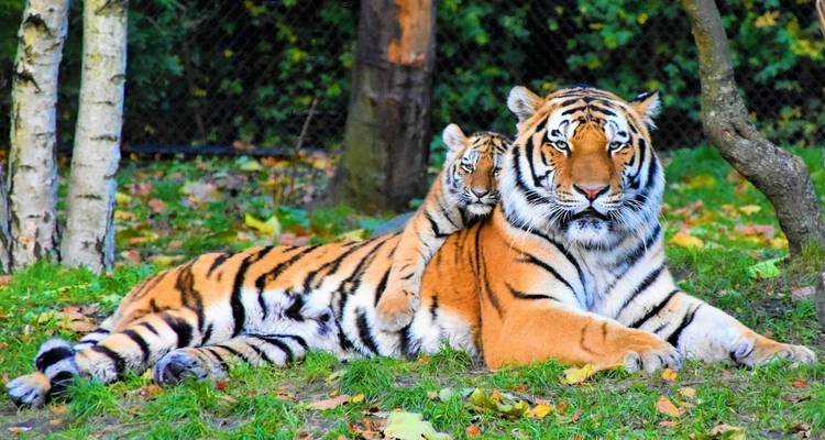 Au départ de Delhi : 7 jours de safari à la rencontre des tigres et du Triangle d'Or - Golden Triangle Tours Of India 8