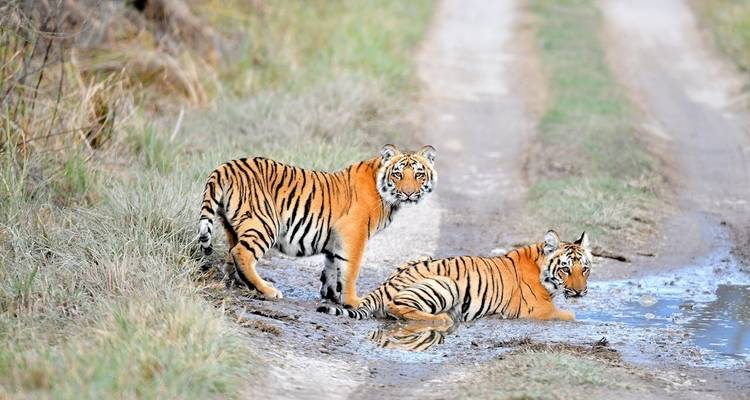 Au départ de Delhi : 7 jours de safari à la rencontre des tigres et du Triangle d'Or - Golden Triangle Tours Of India 9