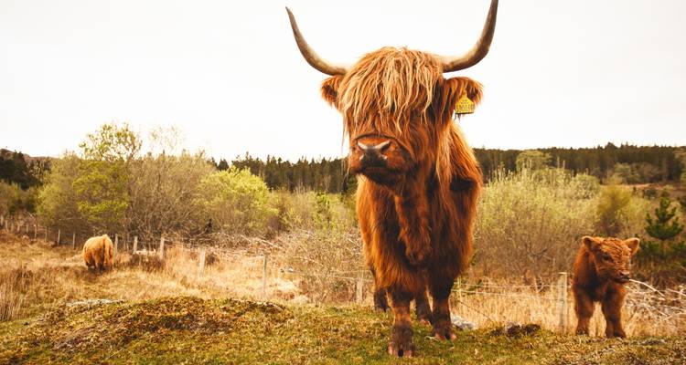 Vache Highland debout dans une zone herbeuse.