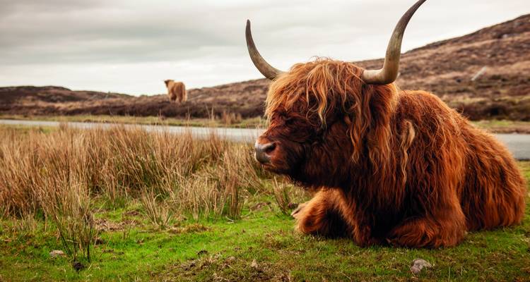 Vache Highland se reposant au bord de la route.