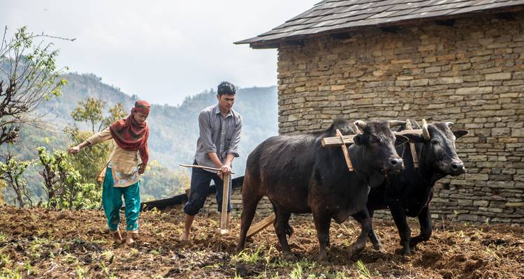 Pokhara and Poon Hill Trek 9 Days - Nepal Social Treks 9