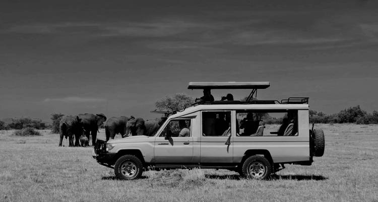 Zwart-wit afbeelding van een safaritruck met een kudde olifanten.