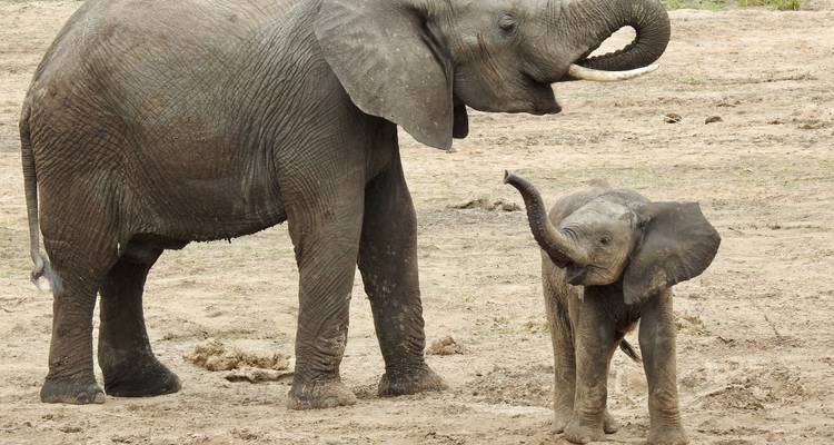 Volwassen en baby olifanten staan op droge grond.