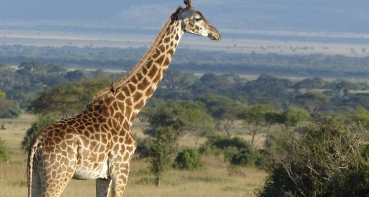 6 días - Parque Nacional de Tarangire, Serengeti y cráter del Ngorongoro - Professional Safari Africa 4