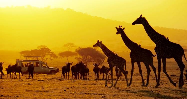 6 días - Parque Nacional de Tarangire, Serengeti y cráter del Ngorongoro - Professional Safari Africa 7