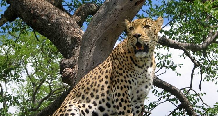 6 días - Parque Nacional de Tarangire, Serengeti y cráter del Ngorongoro - Professional Safari Africa 5