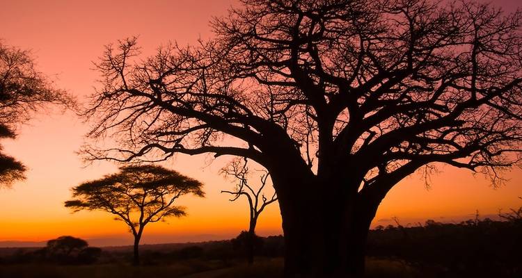 6 días - Parque Nacional de Tarangire, Serengeti y cráter del Ngorongoro - Professional Safari Africa 2