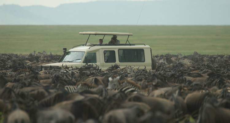 6 días - Parque Nacional de Tarangire, Serengeti y cráter del Ngorongoro - Professional Safari Africa 9