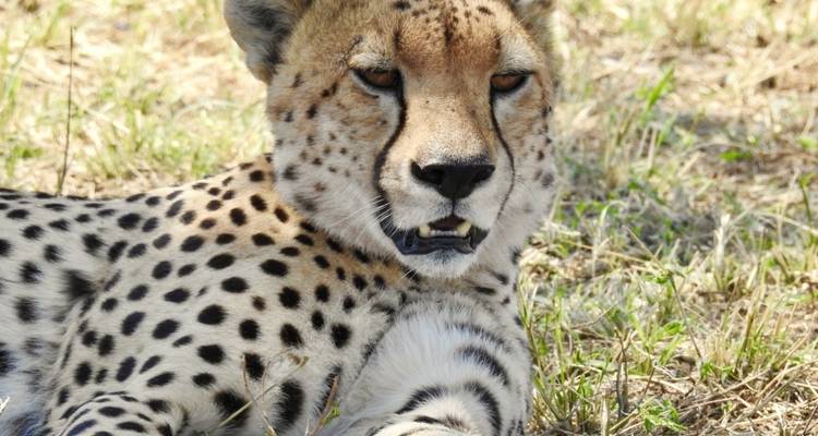 6 días - Parque Nacional de Tarangire, Serengeti y cráter del Ngorongoro - Professional Safari Africa 1