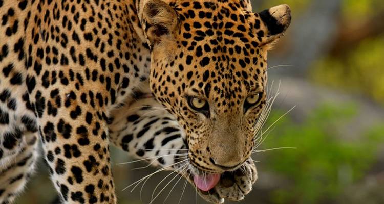 Tour de thé exclusif, Tour privé - Aitken Spence Travel 9