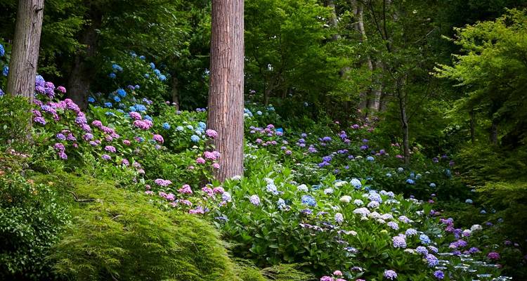 Jardins et galeries du Japon - Oomi Travel 3