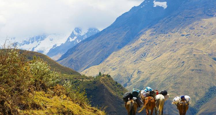 Chevaux de bât transportant du matériel le long d'un sentier andin en altitude sous des sommets enneigés