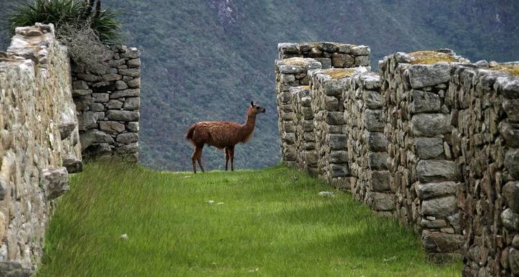 Lama solitaire se tenant entre les murs de pierre d'une ruine inca surplombant une vallée escarpée