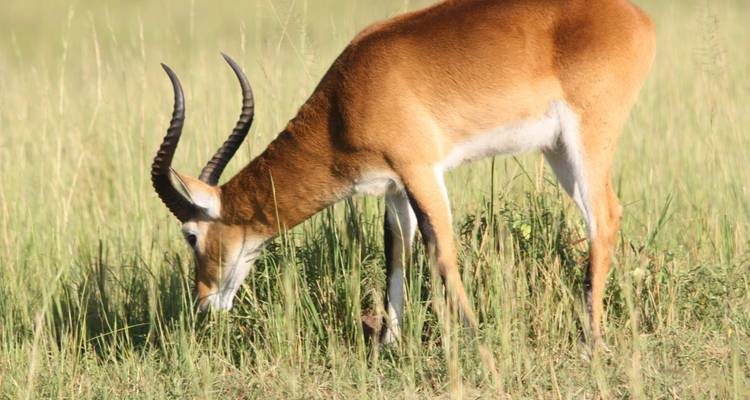 7 days Group Adventure Holiday - Primate World Safaris (U) Ltd 4