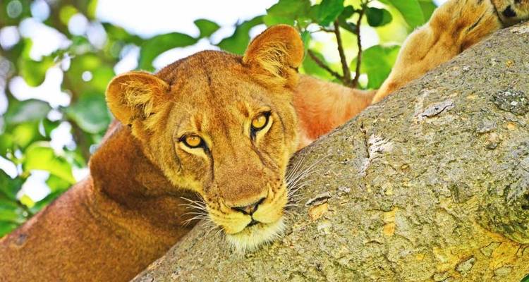 7 days Group Adventure Holiday - Primate World Safaris (U) Ltd 10