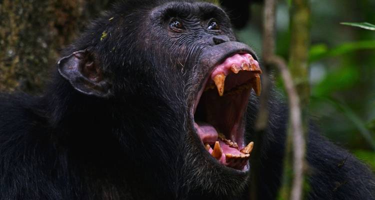 8 jours de vacances en Ouganda - Primate World Safaris (U) Ltd 3