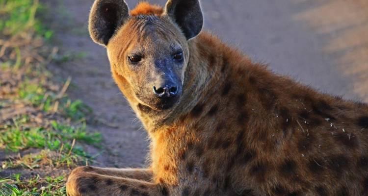 8 jours de vacances en Ouganda - Primate World Safaris (U) Ltd 10