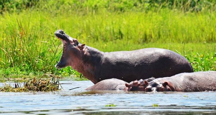 8 jours de vacances en Ouganda - Primate World Safaris (U) Ltd 6
