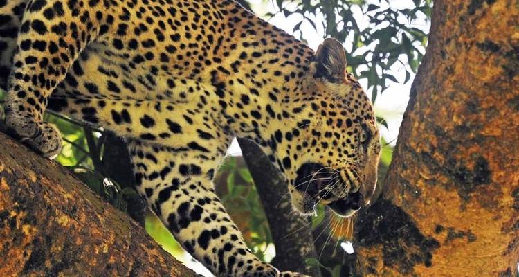 8 jours de vacances en Ouganda - Primate World Safaris (U) Ltd 9