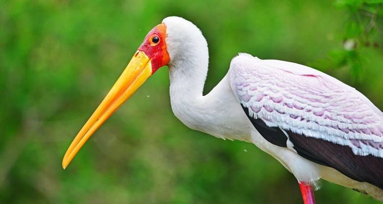 8 jours de vacances en Ouganda - Primate World Safaris (U) Ltd 7