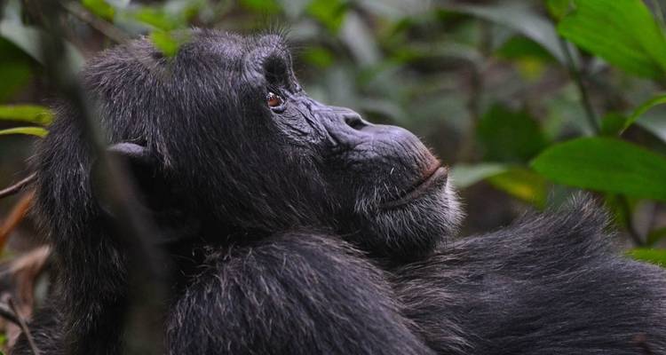 8 jours de vacances en Ouganda - Primate World Safaris (U) Ltd 4