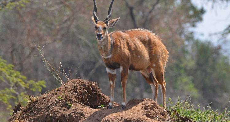 8 jours de vacances en Ouganda - Primate World Safaris (U) Ltd 8