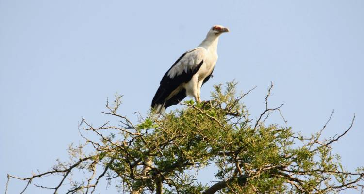 10 jours de safari en Ouganda - gorilles et gibier - Primate World Safaris (U) Ltd 10