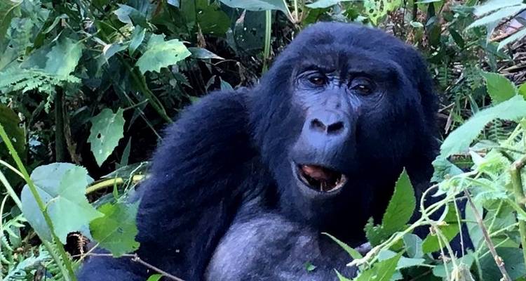 10 jours de safari en Ouganda - gorilles et gibier - Primate World Safaris (U) Ltd 2