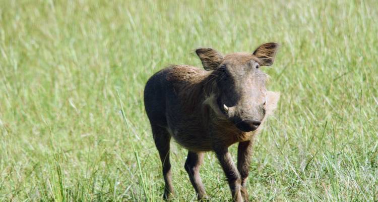 10 jours de safari en Ouganda - gorilles et gibier - Primate World Safaris (U) Ltd 7