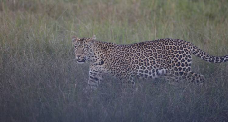 15 days Uganda Wildlife and Activity Holiday - Primate World Safaris (U) Ltd 7