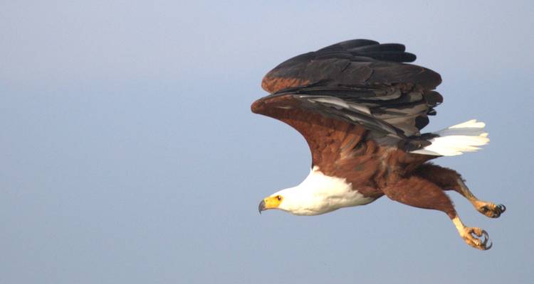 15 days Uganda Wildlife and Activity Holiday - Primate World Safaris (U) Ltd 10