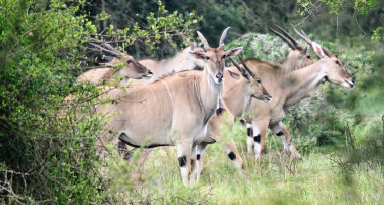 Activités et animaux sauvages en Ouganda- 15 jours - Primate World Safaris (U) Ltd 10
