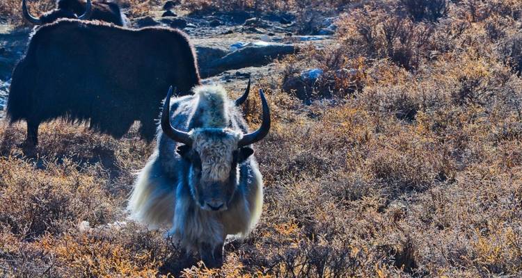 Trekking facile dans la vallée de Langtang - 07 jours - Scenic Nepal Treks & Expedition Pvt. Ltd 7