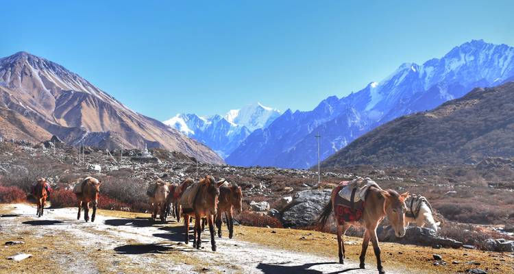 Trekking facile dans la vallée de Langtang - 07 jours - Scenic Nepal Treks & Expedition Pvt. Ltd 1