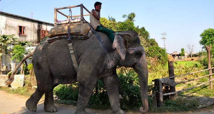 Chitwan Package Tour- 2 Nights 3 Days - Himalayan Adventure Treks & Tours 6