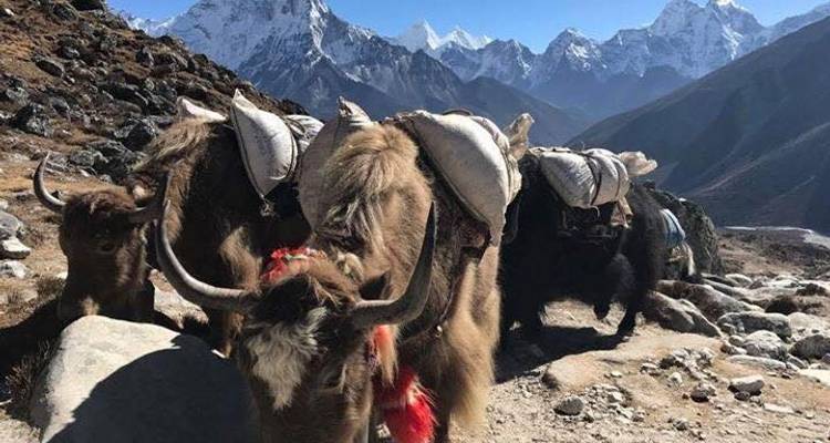 Everest Base Camp Gokyo Lake Trek - 17 Days - Scenic Nepal Treks & Expedition Pvt. Ltd 3