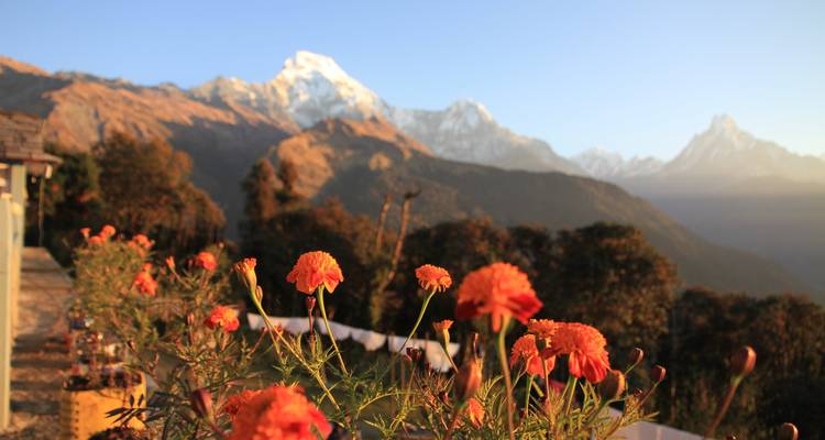 Flowers in the foreground with mountain range in the distance.