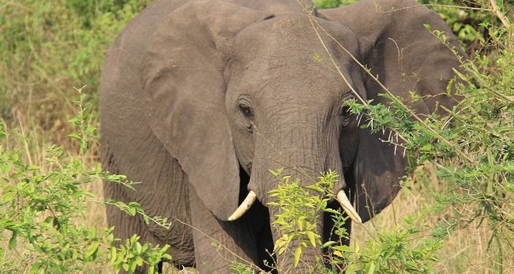 3 days Murchison Falls wildlife game safaris - Simba Africa Expeditions 1