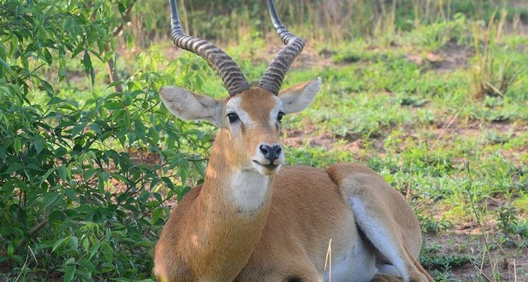 3 days Murchison Falls wildlife game safaris - Simba Africa Expeditions 3