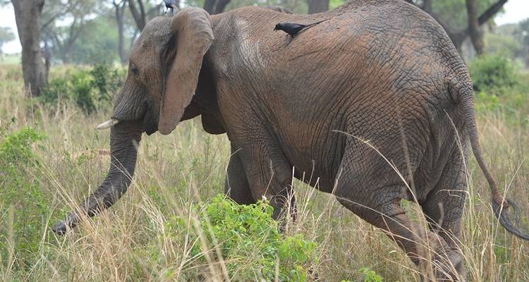 3 days Murchison Falls wildlife game safaris - Simba Africa Expeditions 6