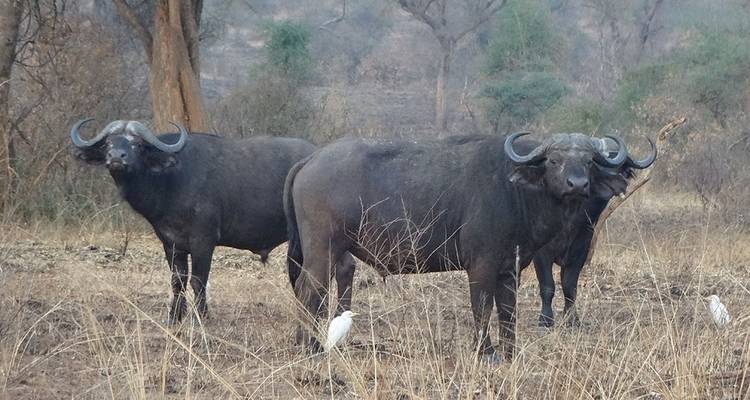 3 days Murchison Falls wildlife game safaris - Simba Africa Expeditions 7
