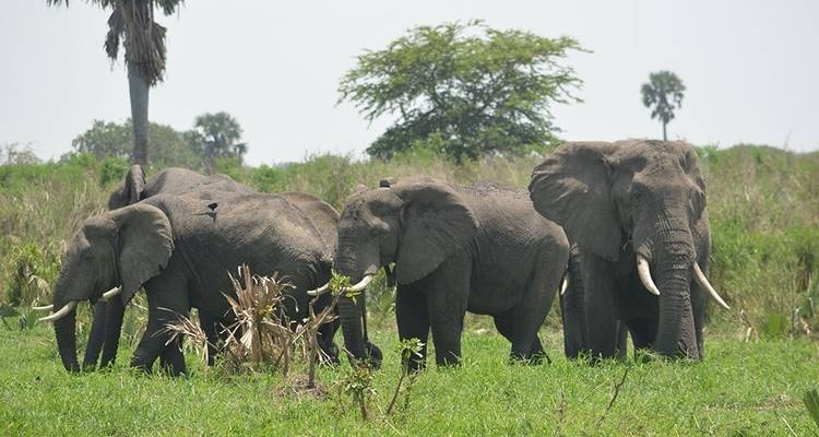 3 days Murchison Falls wildlife game safaris - Simba Africa Expeditions 8
