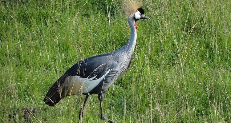 3 days Murchison Falls wildlife game safaris - Simba Africa Expeditions 9