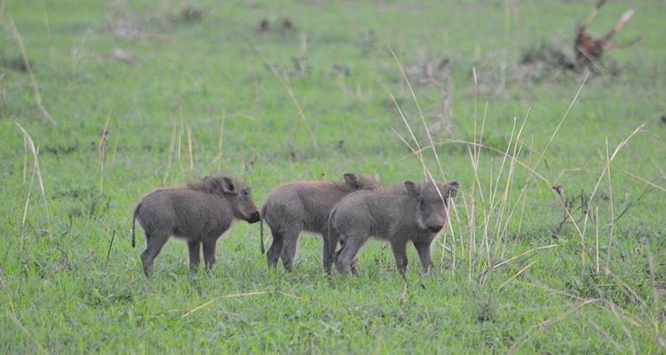 3 days Murchison Falls wildlife game safaris - Simba Africa Expeditions 10