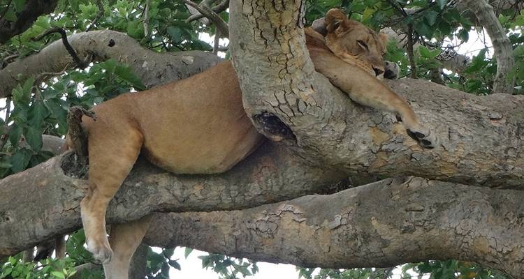 3 days Queen Elizabeth National Park - Simba Africa Expeditions 1