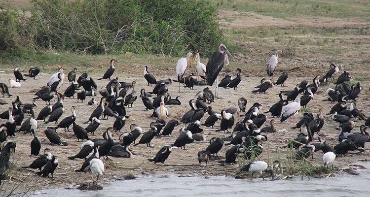 3 days Queen Elizabeth National Park - Simba Africa Expeditions 4